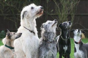 10257993_531802363605182_409211014346406010_n